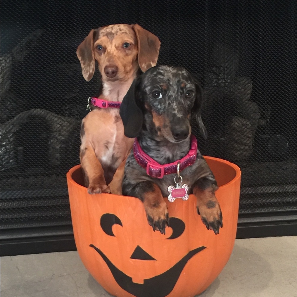 Meet your Posher, Whitney